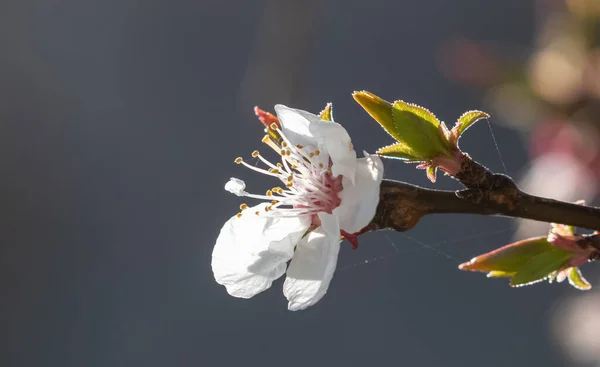 Цветы Черри Колючем Лете — стоковое фото
