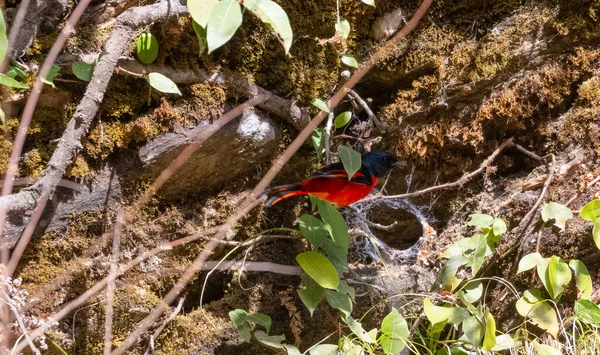 Kleiner Miniaturvogel Sitzt Auf Einem Ast — Stockfoto