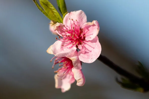 Jarní Letní Květiny Šíří Štěstí Mír Kopcích — Stock fotografie