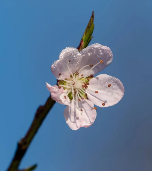 Primavera Flores Verão Espalhando Felicidade Paz Nas Colinas — Fotografia de Stock