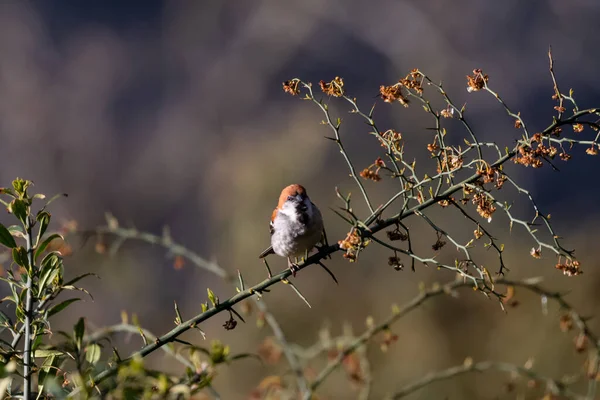 Russet Sparrow Pájaro Árbol Flores Temporada Primavera Verano Jagewahar —  Fotos de Stock