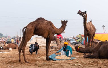 PUSHKAR, RAJASTHAN / INDIA - NOVEMBER 2019: Deve tüccarı / Hintli adamın etnik rajasthani elbisesi ve renkli sarıklı (Pagdi) deve panayırında develeri olan portresi