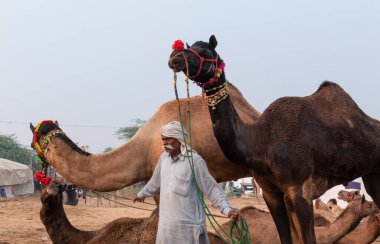 PUSHKAR, RAJASTHAN / INDIA - NOVEMBER 2019: Deve tüccarı / Hintli adamın etnik rajasthani elbisesi ve renkli sarıklı (Pagdi) deve panayırında develeri olan portresi