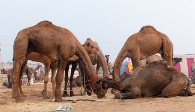PUSHKAR, RAJASTHAN / Hindistan - Kasım 2019 : 