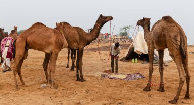 PUSHKAR, RAJASTHAN / INDIA - NOVEMBER 2019: Pushkar Deve Fuarında Rajastahni insan ve develerin portresi