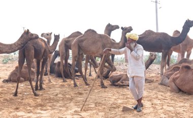 PUSHKAR, RAJASTHAN / INDIA - NOVEMBER 2019: Deve tüccarı / Hintli adamın etnik rajasthani elbisesi ve renkli sarıklı (Pagdi) deve panayırında develeri olan portresi