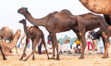 PUSHKAR, RAJASTHAN / INDIA - NOVEMBER 2019: Deve tüccarı / Hintli adamın etnik rajasthani elbisesi ve renkli sarıklı (Pagdi) deve panayırında develeri olan portresi
