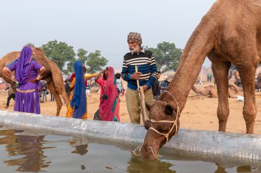 Pushkar Deve Fuarı, Rajasthan, Hindistan 'da Thar Çölü' ndeki su birikintisinde sahipleriyle su içen develer.