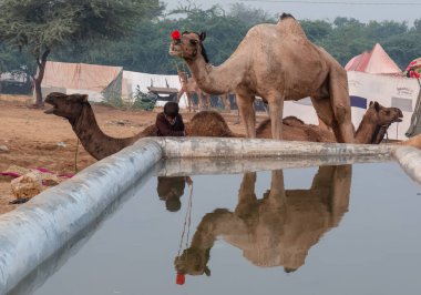 Pushkar Deve Fuarı, Rajasthan, Hindistan 'da Thar Çölü' ndeki su birikintisinde sahipleriyle su içen develer.