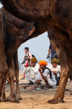 PUSHKAR, RAJASTHAN / INDIA - NOVEMBER 2019: Deve tüccarı / Hintli adamın etnik rajasthani elbisesi ve renkli sarıklı (Pagdi) deve panayırında develeri olan portresi