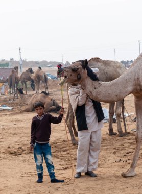 PUSHKAR, RAJASTHAN / INDIA - Kasım 2019: İtme Fuarında develi genç Hintli çocuk