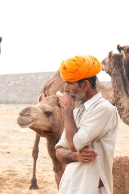 PUSHKAR, RAJASTHAN / INDIA - NOVEMBER 2019: Deve tüccarı / Hintli adamın etnik rajasthani elbisesi ve renkli sarıklı (Pagdi) deve panayırında develeri olan portresi