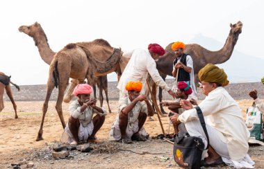 PUSHKAR, RAJASTHAN / INDIA - NOVEMBER 2019: Deve tüccarı / Hintli adamın etnik rajasthani elbisesi ve renkli sarıklı (Pagdi) deve panayırında develeri olan portresi