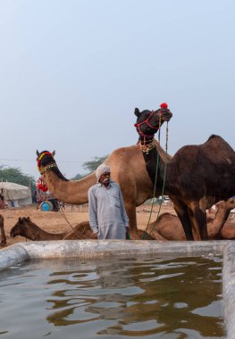 Pushkar Deve Fuarı, Rajasthan, Hindistan 'da Thar Çölü' ndeki su birikintisinde sahipleriyle su içen develer.