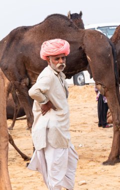 PUSHKAR, RAJASTHAN / INDIA - NOVEMBER 2019: Deve tüccarı / Hintli adamın etnik rajasthani elbisesi ve renkli sarıklı (Pagdi) deve panayırında develeri olan portresi