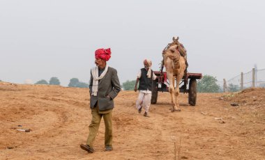 PUSHKAR, RAJASTHAN / INDIA - NOVEMBER 2019: Deve tüccarı / Hintli adamın etnik rajasthani elbisesi ve renkli sarıklı (Pagdi) deve panayırında develeri olan portresi