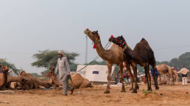 Pushkar deve fuarında (Pushkar Mela), Rajasthan, Hindistan