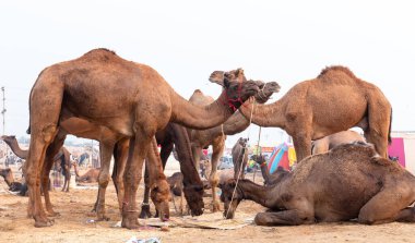 PUSHKAR, RAJASTHAN / Hindistan - Kasım 2019 : 