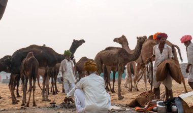 PUSHKAR, RAJASTHAN / INDIA - NOVEMBER 2019: Deve tüccarı / Hintli adamın etnik rajasthani elbisesi ve renkli sarıklı (Pagdi) deve panayırında develeri olan portresi