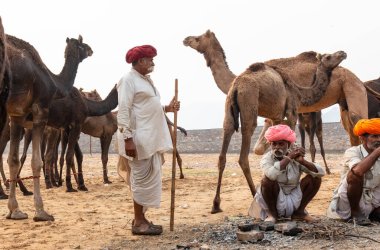 PUSHKAR, RAJASTHAN / INDIA - NOVEMBER 2019: Deve tüccarı / Hintli adamın etnik rajasthani elbisesi ve renkli sarıklı (Pagdi) deve panayırında develeri olan portresi