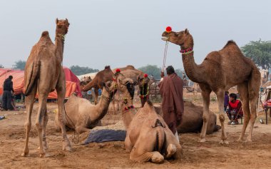PUSHKAR, RAJASTHAN / Hindistan - Kasım 2019 : 