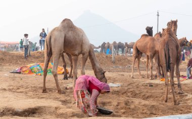 PUSHKAR, RAJASTHAN / INDIA - Kasım 2019: Pushkar Fuarı 'nda Deve Gübresi Toplayan Hintli Kadın