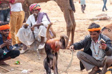 PUSHKAR, RAJASTHAN / INDIA - Kasım 2019: Hintli adam, panayır alanında maymun dansı gösterisi için turistleri cezbediyor