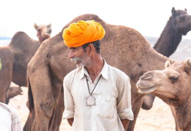 PUSHKAR, RAJASTHAN / INDIA - NOVEMBER 2019: Deve tüccarı / Hintli adamın etnik rajasthani elbisesi ve renkli sarıklı (Pagdi) deve panayırında develeri olan portresi