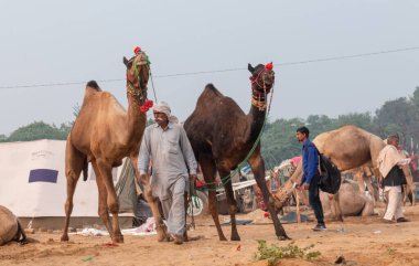 Pushkar deve fuarında (Pushkar Mela), Rajasthan, Hindistan
