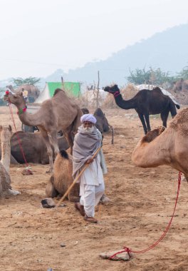 PUSHKAR, RAJASTHAN / INDIA - NOVEMBER 2019: Deve tüccarı / Hintli adamın etnik rajasthani elbisesi ve renkli sarıklı (Pagdi) deve panayırında develeri olan portresi