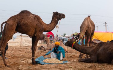 PUSHKAR, RAJASTHAN / INDIA - NOVEMBER 2019: Deve tüccarı / Hintli adamın etnik rajasthani elbisesi ve renkli sarıklı (Pagdi) deve panayırında develeri olan portresi