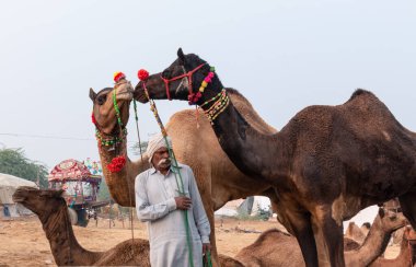 PUSHKAR, RAJASTHAN / INDIA - NOVEMBER 2019: Deve tüccarı / Hintli adamın etnik rajasthani elbisesi ve renkli sarıklı (Pagdi) deve panayırında develeri olan portresi