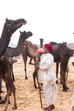 PUSHKAR, RAJASTHAN / INDIA - NOVEMBER 2019: Deve tüccarı / Hintli adamın etnik rajasthani elbisesi ve renkli sarıklı (Pagdi) deve panayırında develeri olan portresi