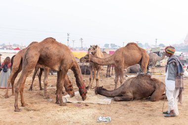 PUSHKAR, RAJASTHAN / Hindistan - Kasım 2019 : 