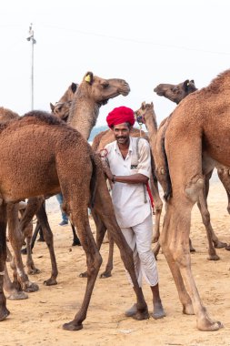 PUSHKAR, RAJASTHAN / INDIA - NOVEMBER 2019: Deve tüccarı / Hintli adamın etnik rajasthani elbisesi ve renkli sarıklı (Pagdi) deve panayırında develeri olan portresi