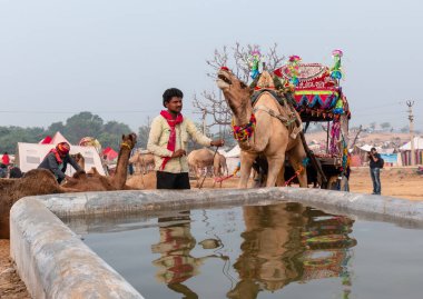 Pushkar Deve Fuarı, Rajasthan, Hindistan 'da Thar Çölü' ndeki su birikintisinde sahipleriyle su içen develer.