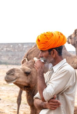 PUSHKAR, RAJASTHAN / INDIA - NOVEMBER 2019: Deve tüccarı / Hintli adamın etnik rajasthani elbisesi ve renkli sarıklı (Pagdi) deve panayırında develeri olan portresi