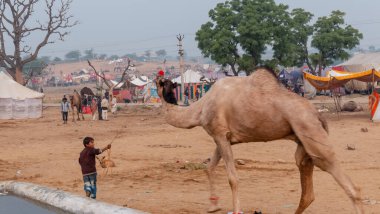 PUSHKAR, RAJASTHAN / INDIA - Kasım 2019: İtme Fuarında develi genç Hintli çocuk