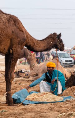 PUSHKAR, RAJASTHAN / INDIA - NOVEMBER 2019: Deve tüccarı / Hintli adamın etnik rajasthani elbisesi ve renkli sarıklı (Pagdi) deve panayırında develeri olan portresi
