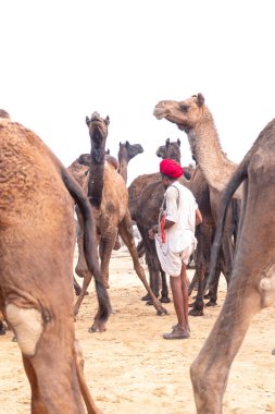 PUSHKAR, RAJASTHAN / INDIA - NOVEMBER 2019: Deve tüccarı / Hintli adamın etnik rajasthani elbisesi ve renkli sarıklı (Pagdi) deve panayırında develeri olan portresi