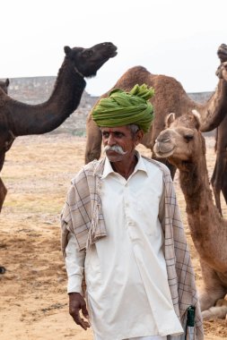 PUSHKAR, RAJASTHAN / INDIA - NOVEMBER 2019: Deve tüccarı / Hintli adamın etnik rajasthani elbisesi ve renkli sarıklı (Pagdi) deve panayırında develeri olan portresi
