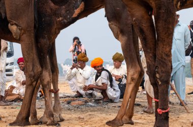 PUSHKAR, RAJASTHAN / INDIA - NOVEMBER 2019: Deve tüccarı / Hintli adamın etnik rajasthani elbisesi ve renkli sarıklı (Pagdi) deve panayırında develeri olan portresi