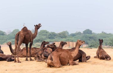 PUSHKAR, RAJASTHAN / Hindistan - Kasım 2019 : 