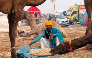 PUSHKAR, RAJASTHAN / INDIA - NOVEMBER 2019: Deve tüccarı / Hintli adamın etnik rajasthani elbisesi ve renkli sarıklı (Pagdi) deve panayırında develeri olan portresi
