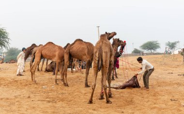 Pushkar deve fuarında (Pushkar Mela), Rajasthan, Hindistan