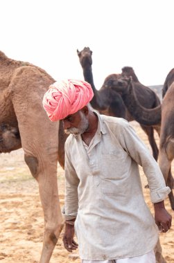 PUSHKAR, RAJASTHAN / INDIA - NOVEMBER 2019: Deve tüccarı / Hintli adamın etnik rajasthani elbisesi ve renkli sarıklı (Pagdi) deve panayırında develeri olan portresi