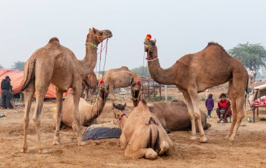 PUSHKAR, RAJASTHAN / Hindistan - Kasım 2019 : 