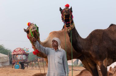 PUSHKAR, RAJASTHAN / INDIA - NOVEMBER 2019: Deve tüccarı / Hintli adamın etnik rajasthani elbisesi ve renkli sarıklı (Pagdi) deve panayırında develeri olan portresi