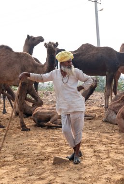 PUSHKAR, RAJASTHAN / INDIA - NOVEMBER 2019: Deve tüccarı / Hintli adamın etnik rajasthani elbisesi ve renkli sarıklı (Pagdi) deve panayırında develeri olan portresi