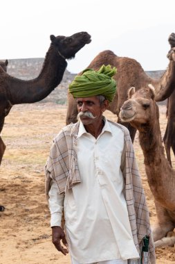PUSHKAR, RAJASTHAN / INDIA - NOVEMBER 2019: Deve tüccarı / Hintli adamın etnik rajasthani elbisesi ve renkli sarıklı (Pagdi) deve panayırında develeri olan portresi
